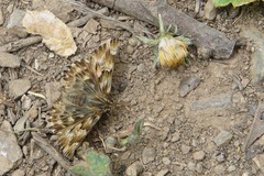 Carcharodus tripolina