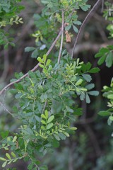 Hippobromus pauciflorus
