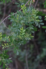 Hippobromus pauciflorus