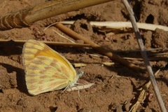 Colotis chrysonome