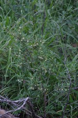 Diospyros dichrophylla