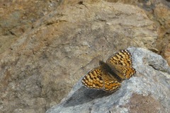 Melitaea punica
