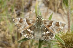 Muschampia