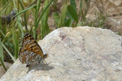 Melitaea punica