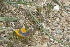 Pseudophilotes abencerragus