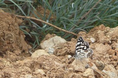 Melanargia ines