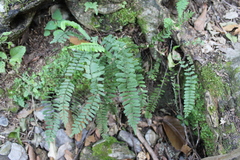 Asplenium nesioticum