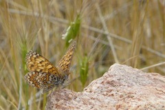 Melitaea punica