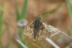 Carcharodus tripolina