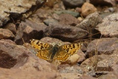 Melitaea punica