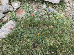 Lotus corniculatus glacialis