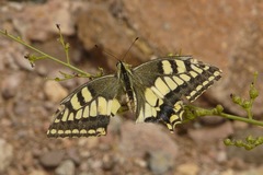 Papilio saharae