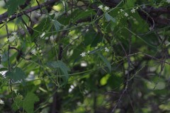 Zehneria scabra