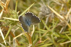 Pseudophilotes abencerragus