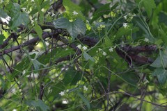 Zehneria scabra