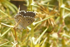 Pseudophilotes abencerragus