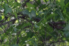 Zehneria scabra