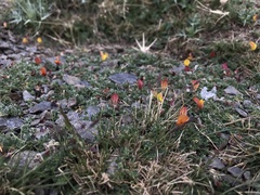 Lotus corniculatus glacialis