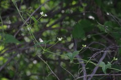 Zehneria scabra