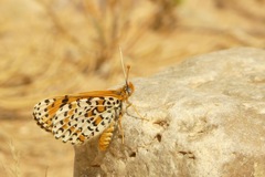 Melitaea deserticola
