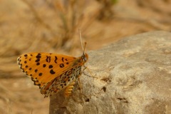 Melitaea deserticola