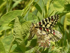 Zerynthia