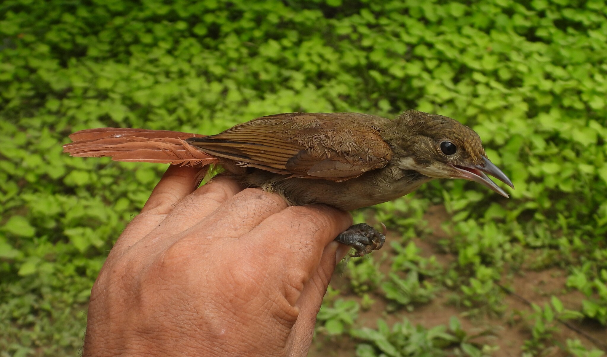 Ochre-throated Foliage-gleaner (Automolus ochrolaemus), photo 3