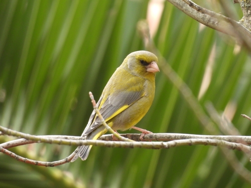 Avistamiento Chloris chloris