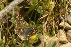 Spialia