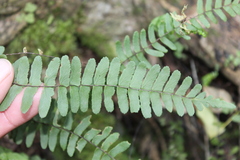 Asplenium nesioticum