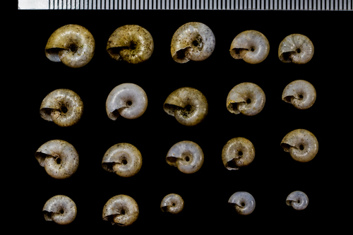 Draparnaud's Glass Snail