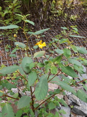 Impatiens noli-tangere