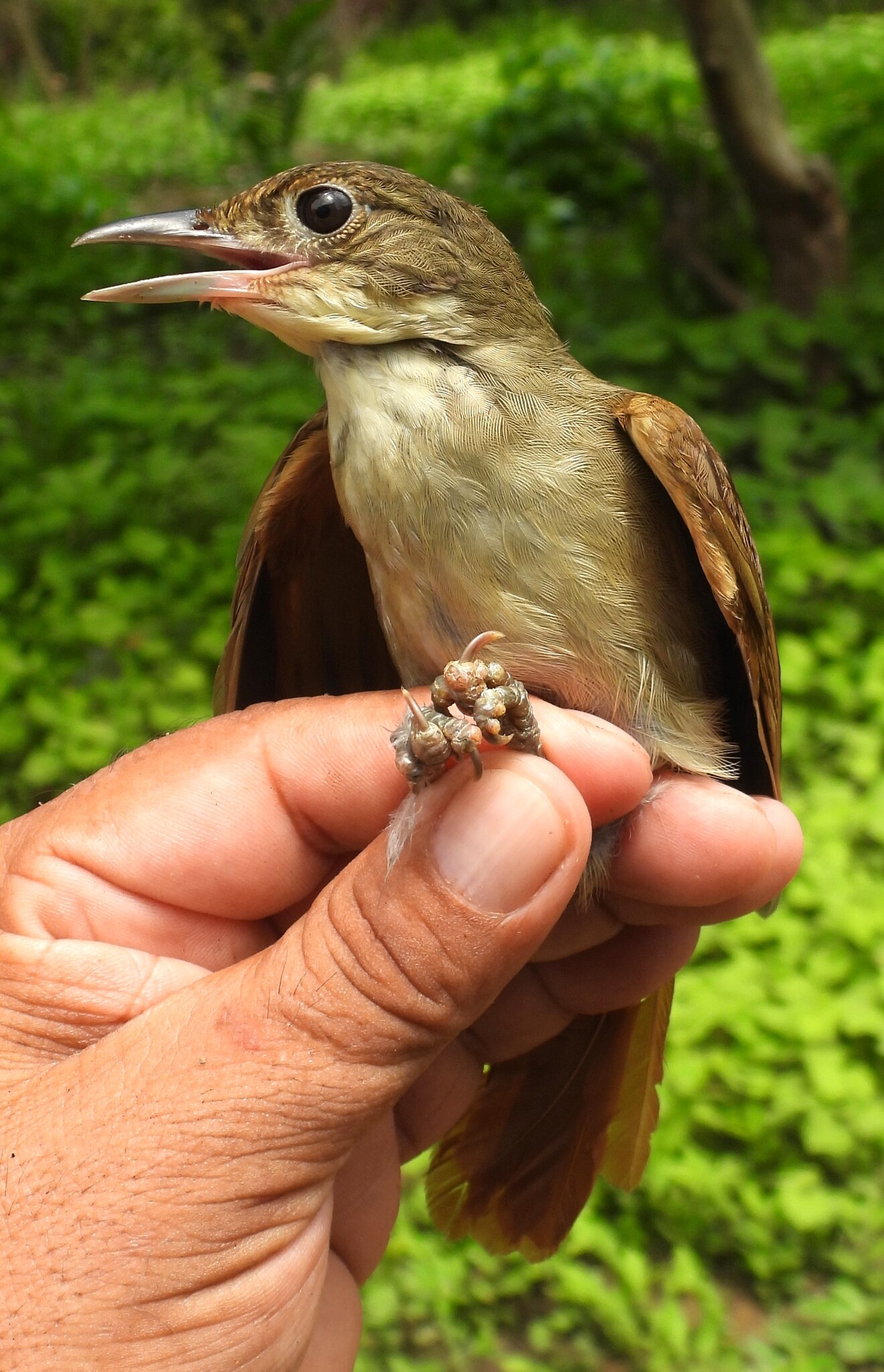 Ochre-throated Foliage-gleaner (Automolus ochrolaemus), photo 4