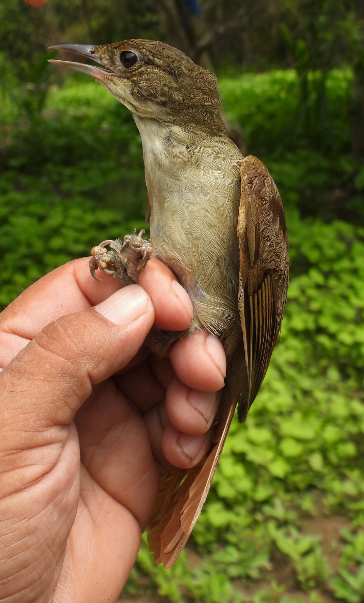 Ochre-throated Foliage-gleaner (Automolus ochrolaemus), photo 7
