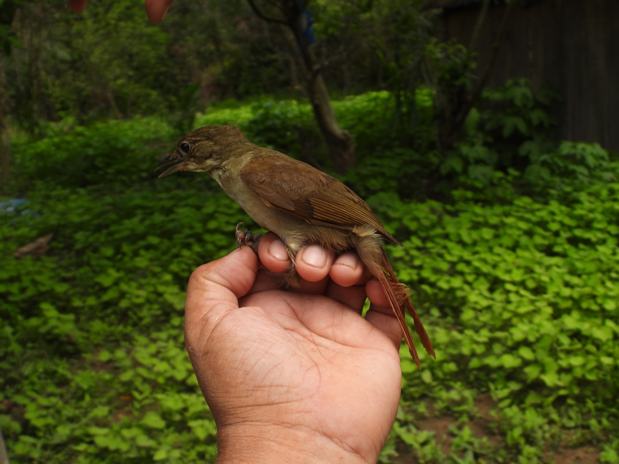 Ochre-throated Foliage-gleaner (Automolus ochrolaemus), photo 8