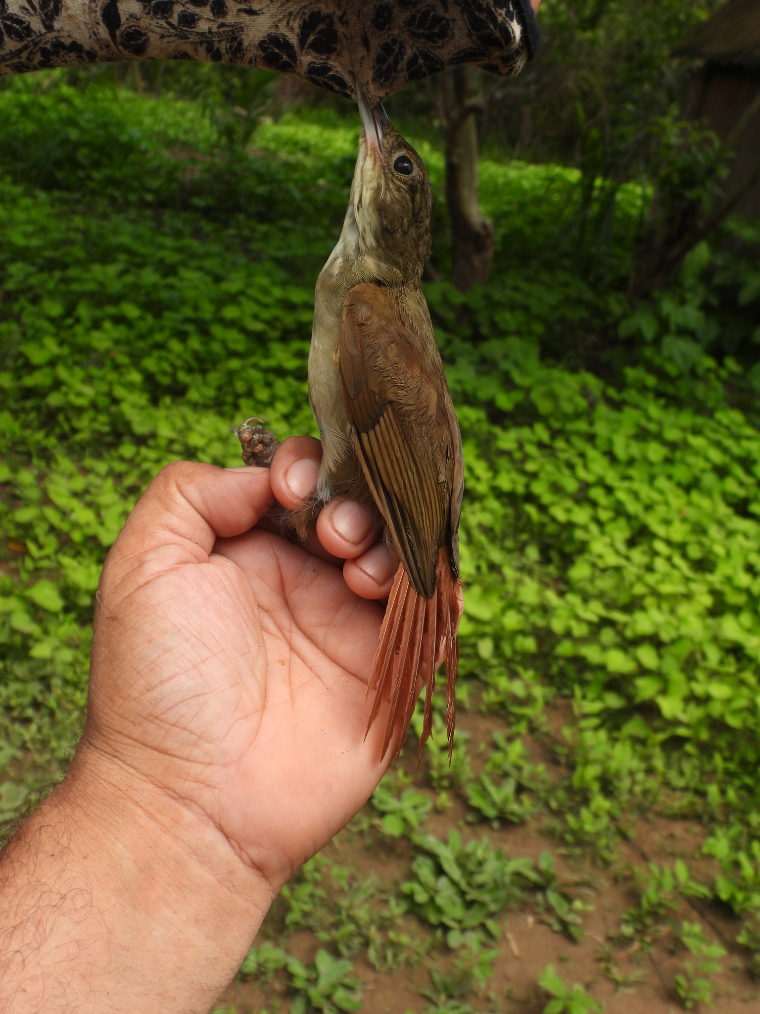 Ochre-throated Foliage-gleaner (Automolus ochrolaemus), photo 9