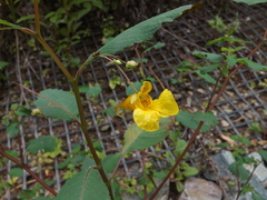 Impatiens noli-tangere
