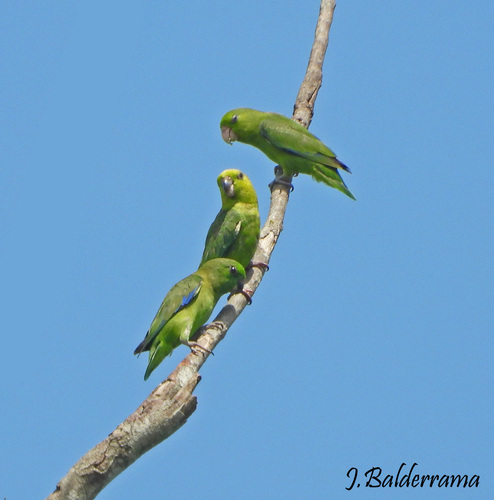 Dusky-billed Parrotlet (Forpus modestus), photo 3