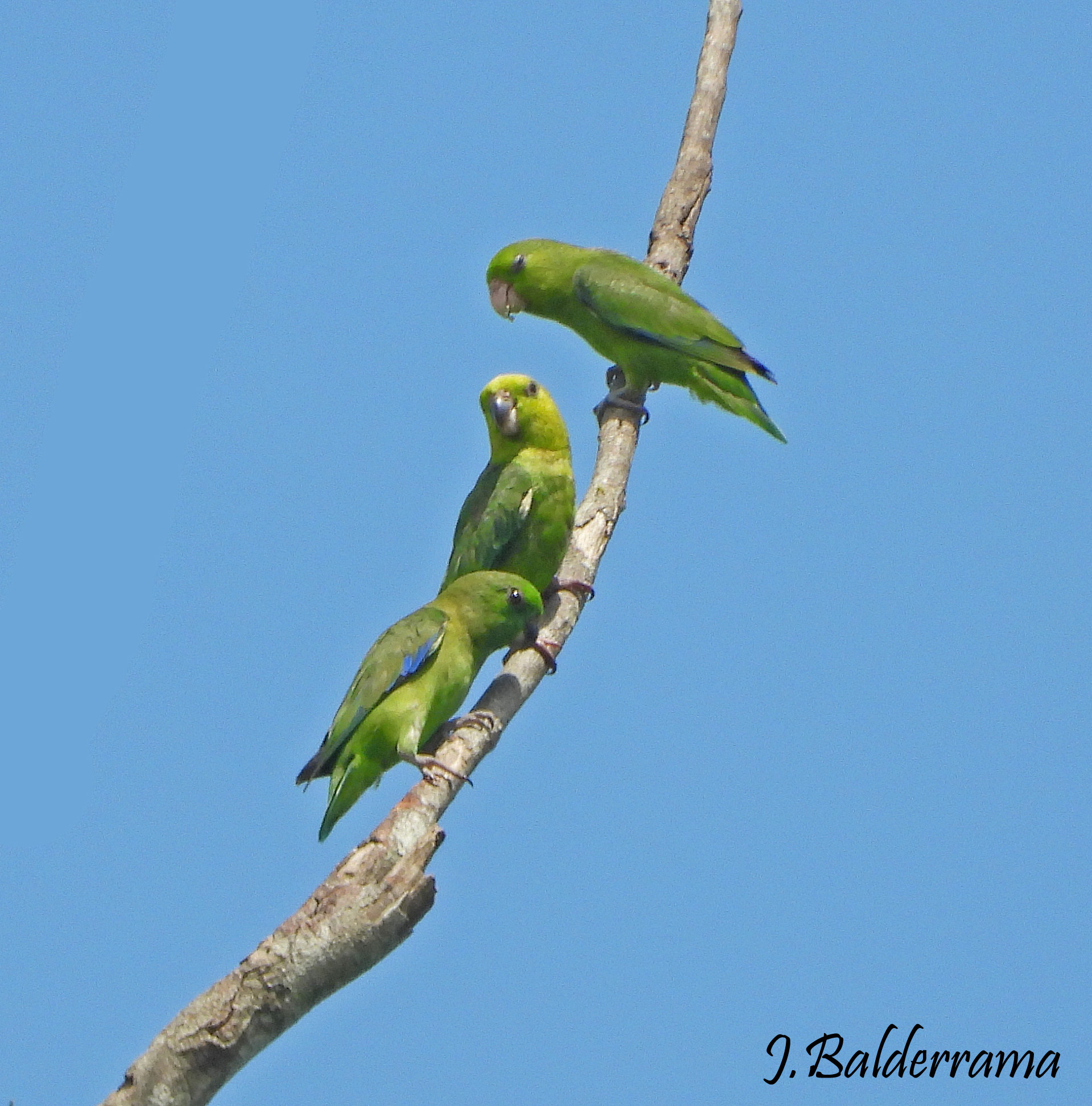 Dusky-billed Parrotlet (Forpus modestus), photo 3