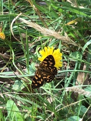 Oreixenica kershawi