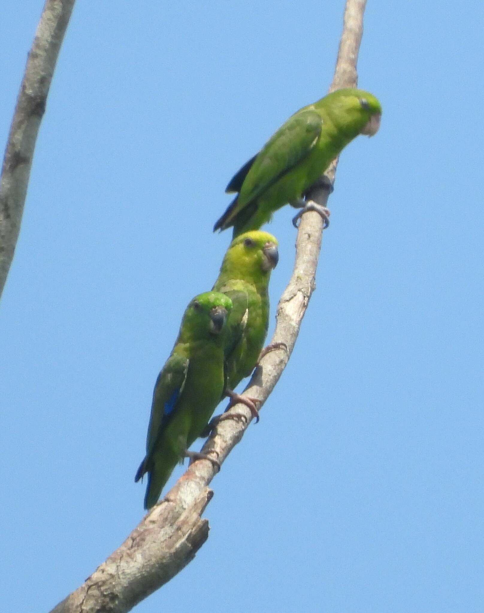 Dusky-billed Parrotlet (Forpus modestus), photo 4