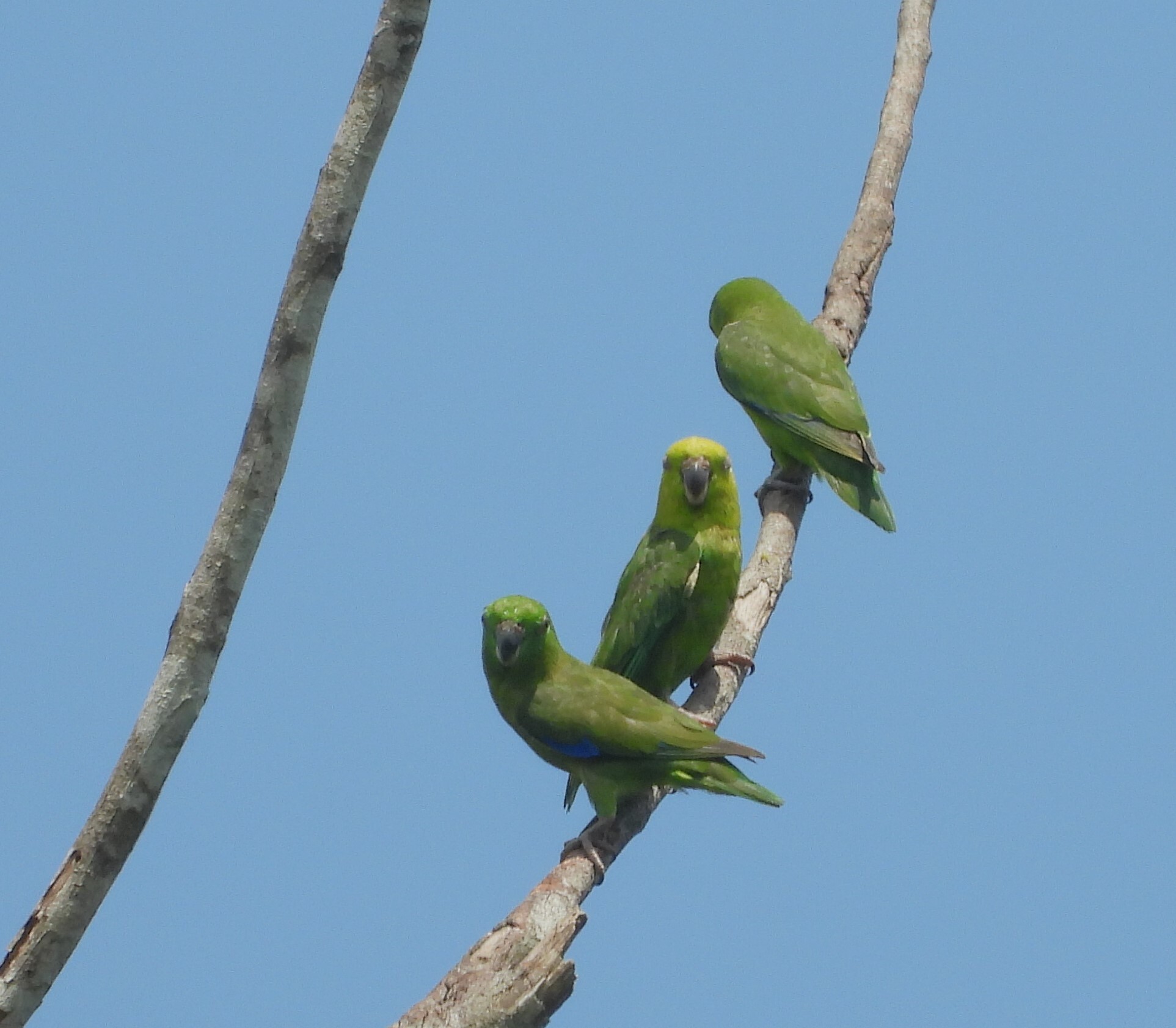 Dusky-billed Parrotlet (Forpus modestus), photo 5