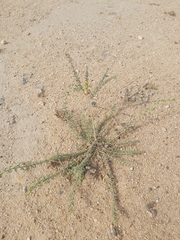 Haplophyllum tuberculatum