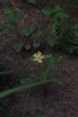 Abutilon sonneratianum