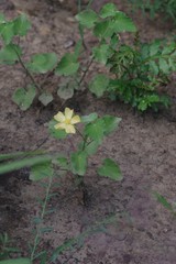 Abutilon sonneratianum