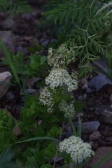 Microglossa mespilifolia