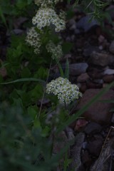 Microglossa mespilifolia