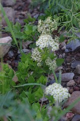 Microglossa mespilifolia