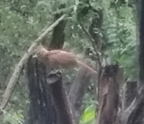 Caatinga Cacholote