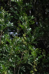 Hippobromus pauciflorus
